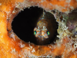 A very tiny juvenile Oyster Blenny, Hypleurochilus pseudo... by Pauline Walsh Jacobson 